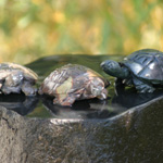 Tiere aus Stein